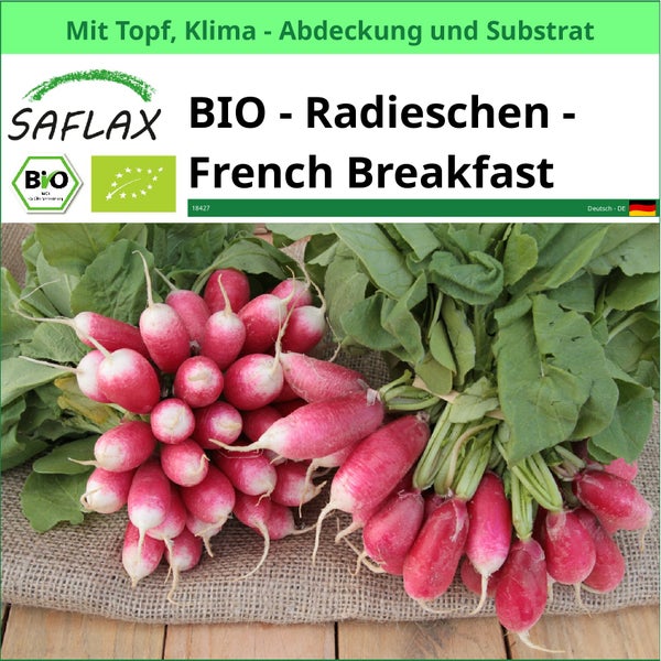 SAFLAX Garden to go - BIO - Radieschen - French Breakfast - Raphanus sativus - 150 Samen - Mit Topf, Klima - Deckel und Anzuchtsubstrat