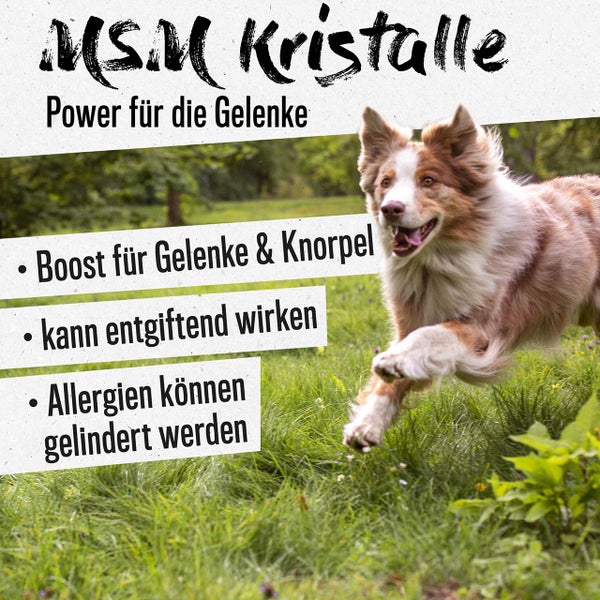 ALPHAZOO MSM Pulver 1kg für Hunde und Katzen I Organischer Schwefel für Agility