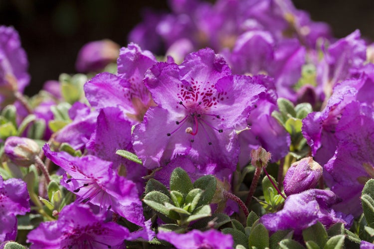 Rhododendron keleticum, Zwerg-Rhododendron, lila Blüten, 15–20 cm