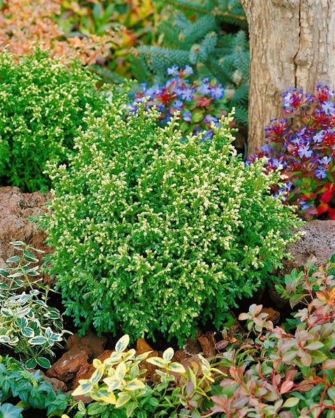Chamaecyparis pisifera 'Plumosa Compressa', Zwerg-Scheinzypresse, 15–20 cm