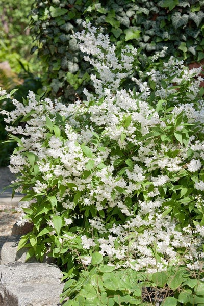 Deutzia gracilis, Maiblumenstrauch, weiß, 30–40 cm