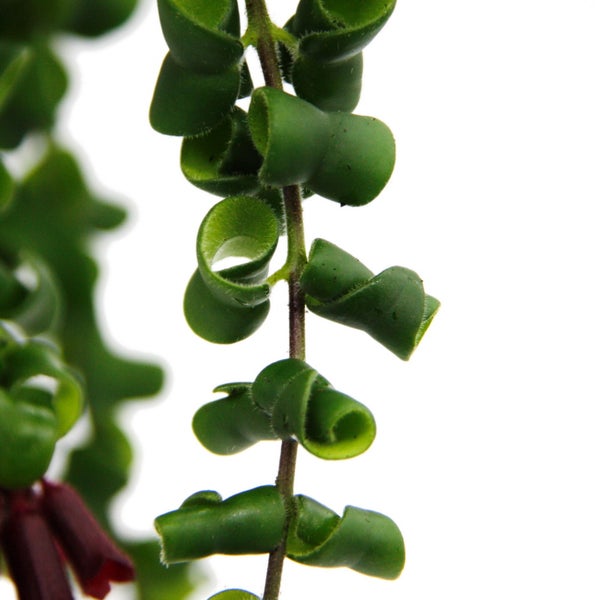 Lippenstiftpflanze - Schamblume - Aeschynanthus 'Rasta' - hängende Pflanze im 15cm Ampeltopf