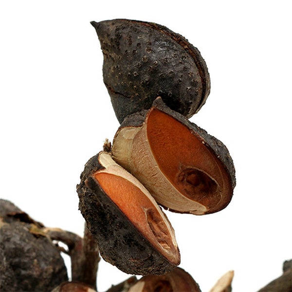 Dekorative getrocknete Samenkapseln für florale Gestaltung