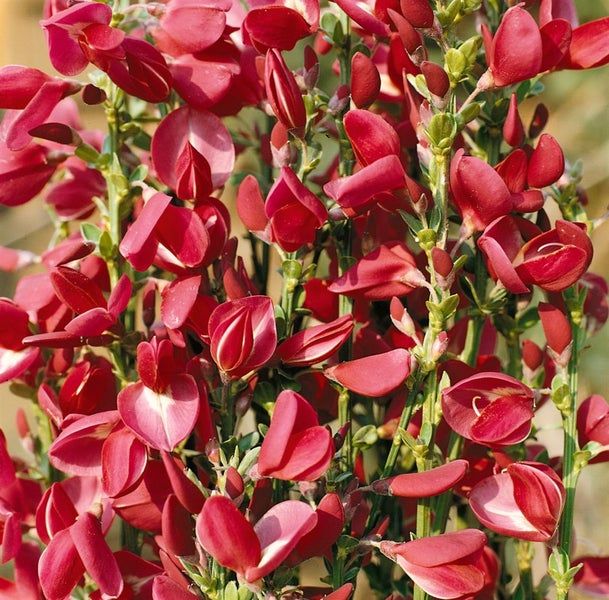 Cytisus scoparius 'Boskoop Ruby', Besenginster, rubinrot, 30–40 cm