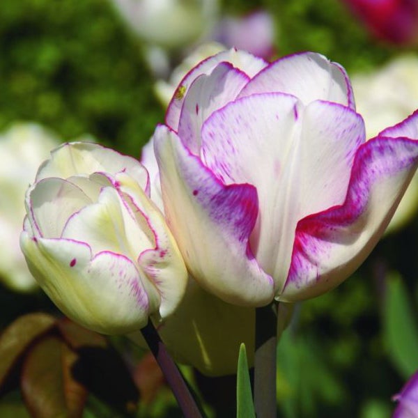 Zwei Tulpenblüten im Gartenbeet