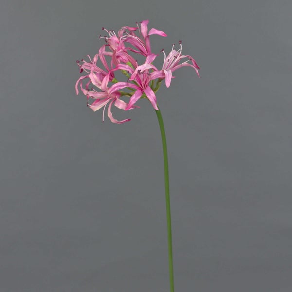 Künstliche Nerine, pinkfarbene Blüten an einem grünen Stiel.