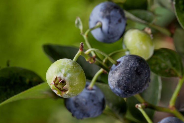 Heidelbeeren an einem Strauch mit unreifen grünen und reifen blauen Beeren.