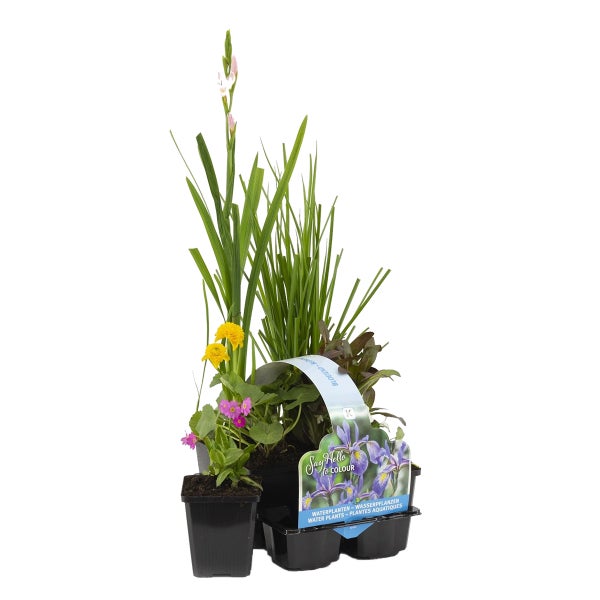 Bloomique - 6er Set - Blühende Teichpflanzen - Wasserpflanzen Miniteich - Zone 1 & 2 - Winterhart - Höhe 15-25 cm - Topf 9 cm