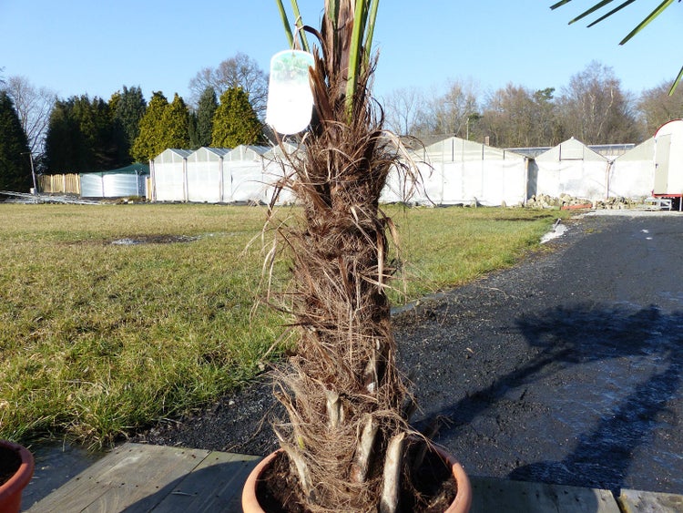 XXL Palme winterhart 140 - 160 cm Trachycarpus fortunei, Hanfpalme, Top-Qualität