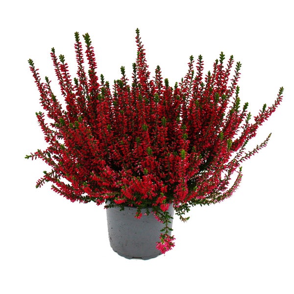 Calluna vulgaris - Set mit 3 Pflanzen - Besenheide - Heidepflanze - winterhart - 11cm Topf - rot