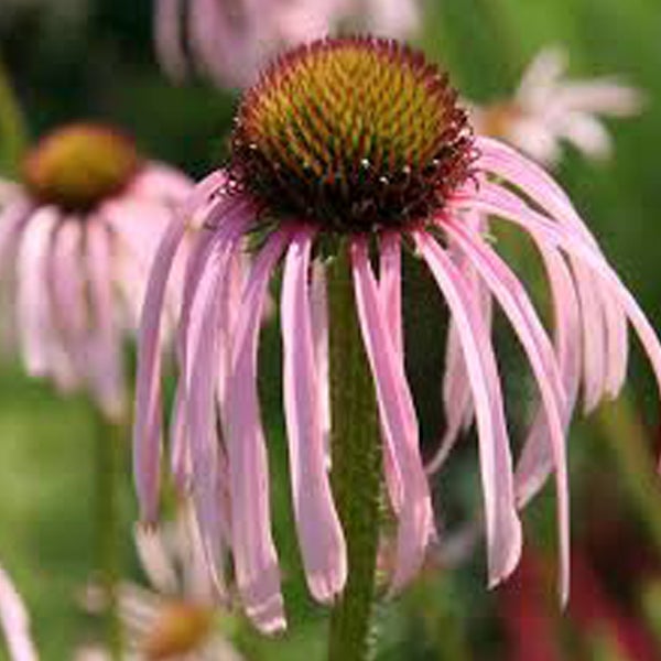 Nahaufnahme einer einzelnen Echinacea Blüte
