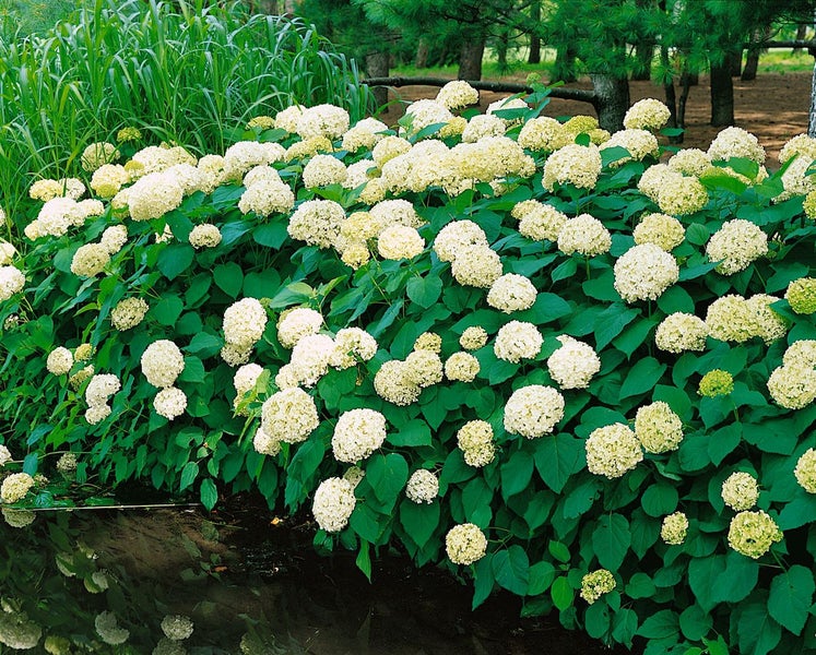 Hydrangea arborescens 'Annabelle', Schneeballhortensie, weiß, 60–80 cm