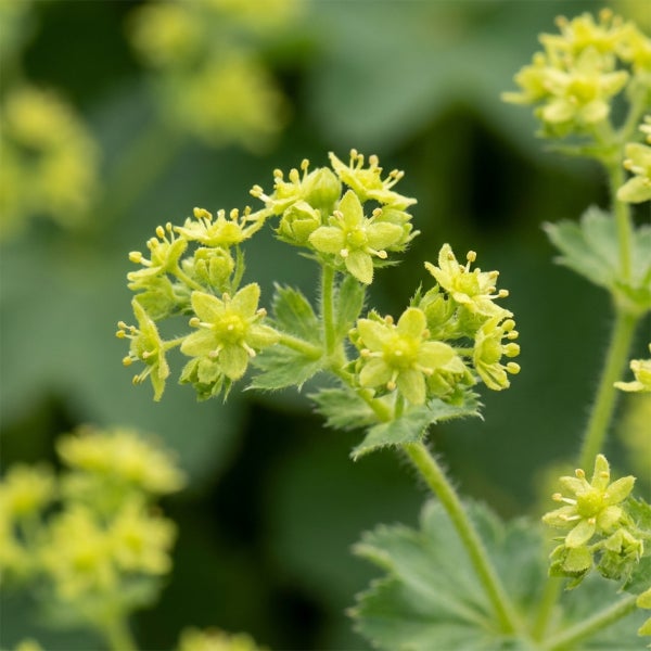 Nahaufnahme von Frauenmantel Alchemilla mollis mit gelb-grünen Blüten und behaarten Stielen.
