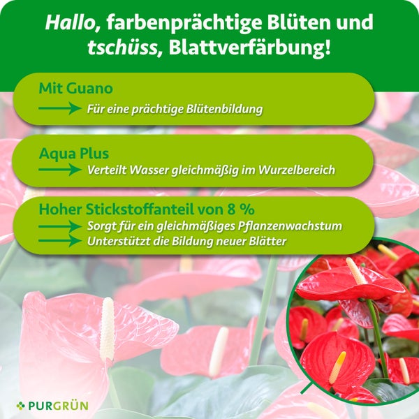 Produktinformation für Purgrün Dünger mit Guano, Aqua Plus und hohem Stickstoffanteil für blühende Zimmerpflanzen wie Anthurien.