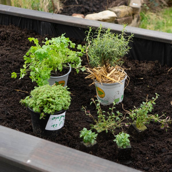 Kräuter-Set „Mittelmeer“, Bio-Jungpflanzen, Garten, 1x  Bio-Rosmarin, 2x Bio-Thymian, 1x Bio-Oregano, 2x Bio-Lavendel, 1x Bio Basilikum, 1x Bio-Petersilie glatt