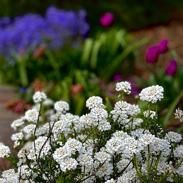 Nahaufnahme von Schleifenblumen im Gartenbeet
