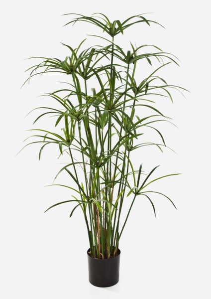 Zyperngras Cyperus alternifolius im schwarzen Kunststofftopf mit hohen grünen Halmen und schirmartigen Blattkronen.