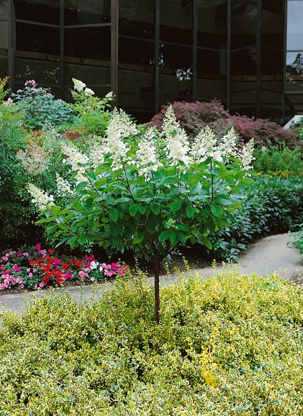 Hydrangea paniculata 'Tardiva', Rispenhortensie, weiß, 40–60 cm