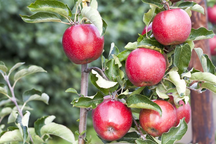 Rote Äpfel am Apfelbaum mit grünen Blättern.