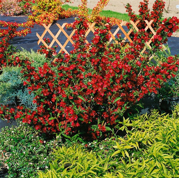 Weigela 'Nain Rouge', rotblühend, 40–60 cm