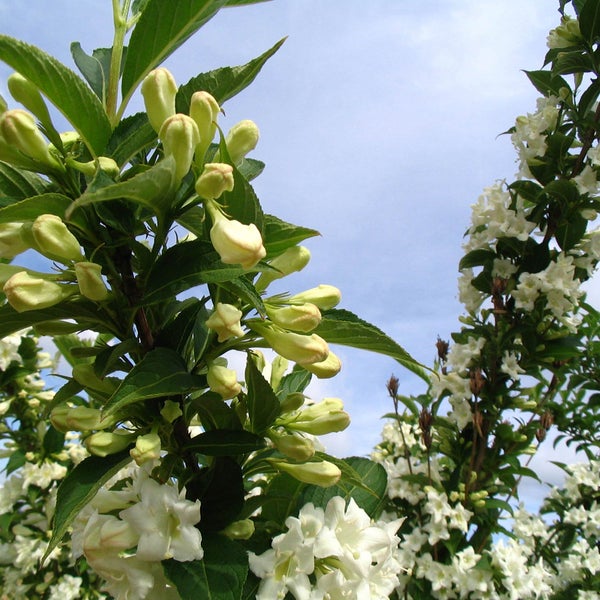 Nahaufnahme einer Weigelie mit weißen Blüten und grünen Blättern vor blauem Himmel.