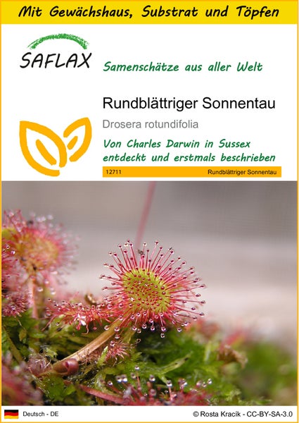 SAFLAX Anzucht Set - Rundblättriger Sonnentau - Drosera rotundifolia - 50 Samen - Mit Mini-Gewächshaus, Anzuchtsubstrat und 2 Töpfen