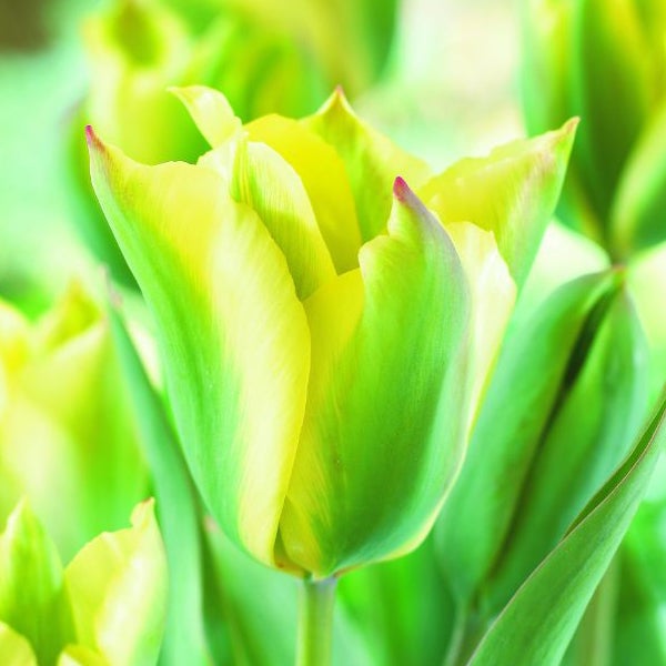 Gelb-grüne Tulpenblüte im Detail