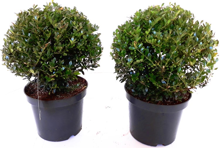 2 Stück Ilex crenata Glorie Gem - Kugel, Durchmesser 30-35 cm