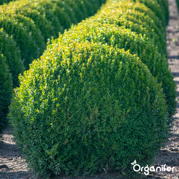 Lavamehl aus Eifeler Urgestein (20 kg für 200 m2) - Organifer