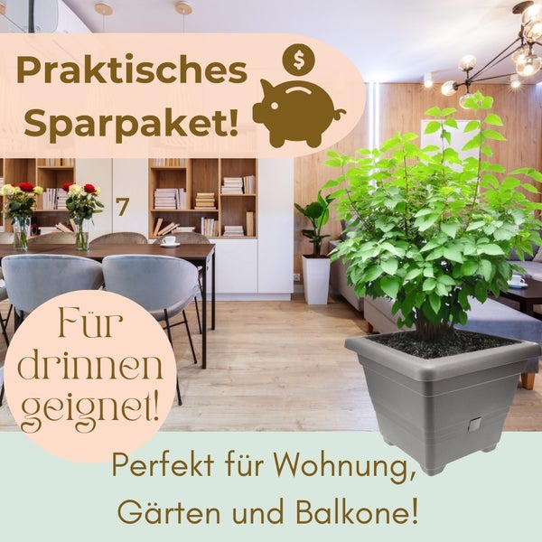 Pflanze im Topf für Wohnungen, Gärten und Balkone