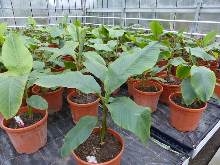 Mehrere Bananenpflanzen mit großen grünen Blättern in terrakottafarbenen Kunststofftöpfen, aufgereiht in einem Gewächshaus.