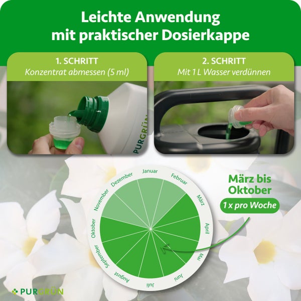 Nahaufnahme von Büschelblumen