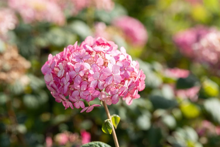 Hydrangea arborescens 'Ruby Annabelle', Hortensie, rubinrot, 40–60 cm