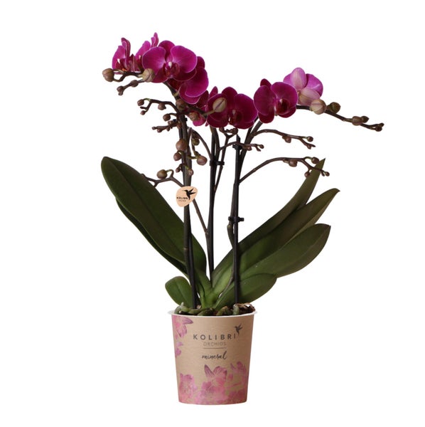 Kolibri Orchids Lila Phalaenopsis Orchidee Morelia Topfgröße 9cm blühende Zimmerpflanze frisch vom Züchter