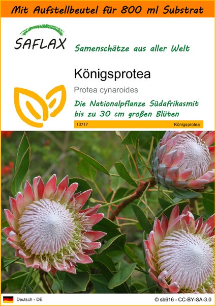 SAFLAX Garden in the bag - Königsprotea - Protea cynaroides - 5 Samen - Mit Anzuchtsubstrat im praktischen, selbst aufstellenden Beutel