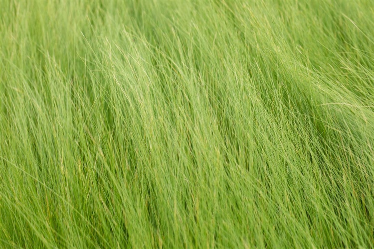 Stipa tenuifolia, Engelshaargras, 2 Liter Container, zartes Laub