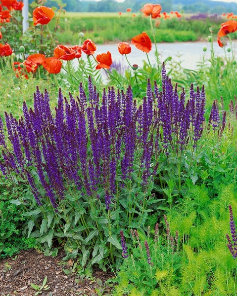 Blühender Garten mit Salbei und Mohnblumen