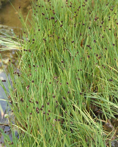 Juncus ensifolius, Schwert-Simse, ca. 9x9 cm Topf