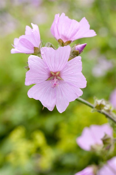 Malva moschata, Moschusmalve, rosa, ca. 9x9 cm Topf