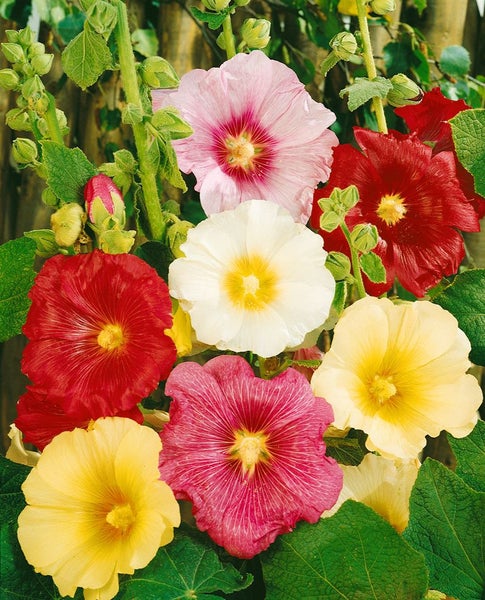 Alcea ficifolia, Feigenblättrige Stockrose, ca. 9x9 cm Topf