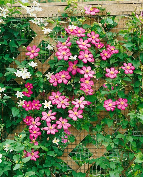 Clematis Hybride 'Ville de Lyon', Waldrebe, karminrot, 80–100 cm