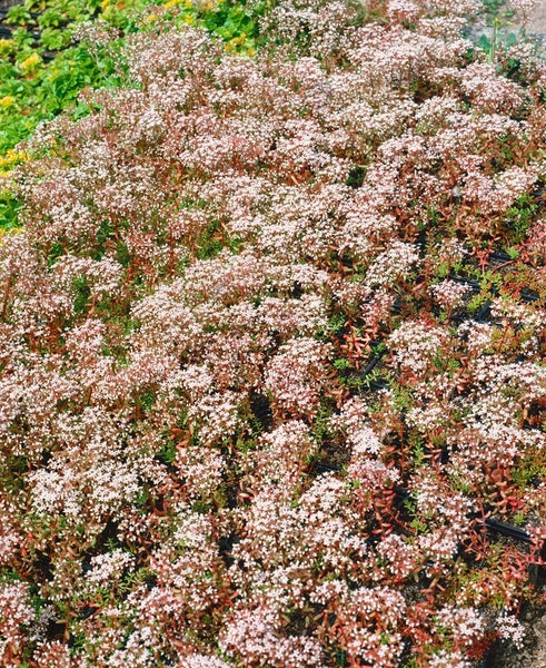 Sedum album 'Murale', Teppichsedum, rötlich, ca. 9x9 cm Topf