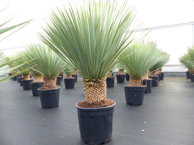Yucca Rostrata 110 - 120 cm, Stamm 20 - 25 cm winterhart | HORNBACH