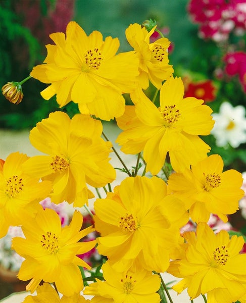 Gelbe Schmuckkörbchen Blüten in Nahaufnahme.