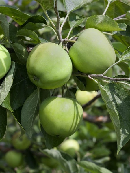 Malus 'Weißer Klarapfel', Apfelbaum, 150–200 cm