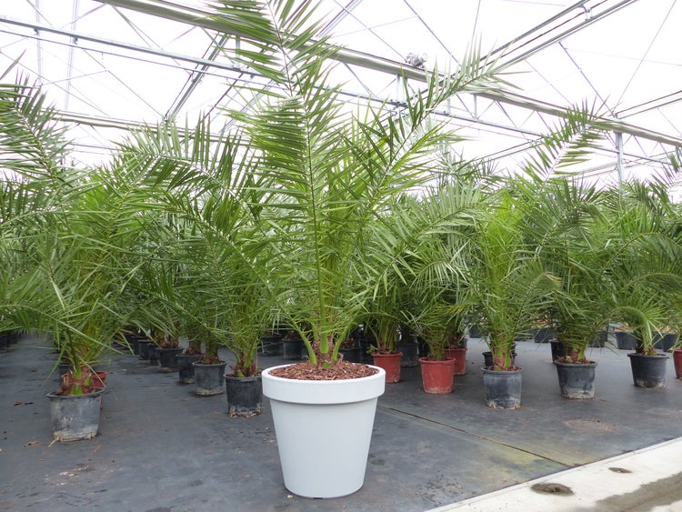 Dattelpalme im Topf in einem Gewächshaus