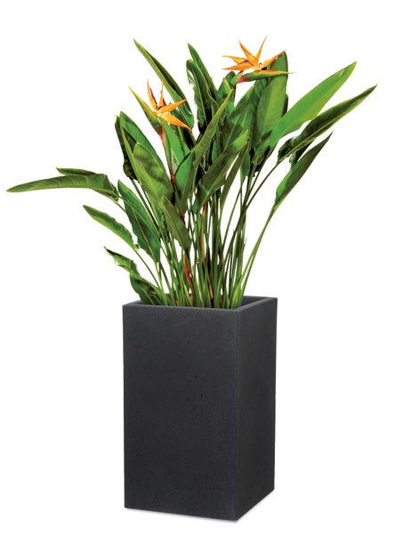 Scheurich C-Cube High 54, Hochgefäß/Blumentopf/Pflanzkübel, quadratisch,  aus Kunststoff Farbe: Stony Black, 38 cm Durchmesser, 53,7 cm hoch, 26 l Vol.