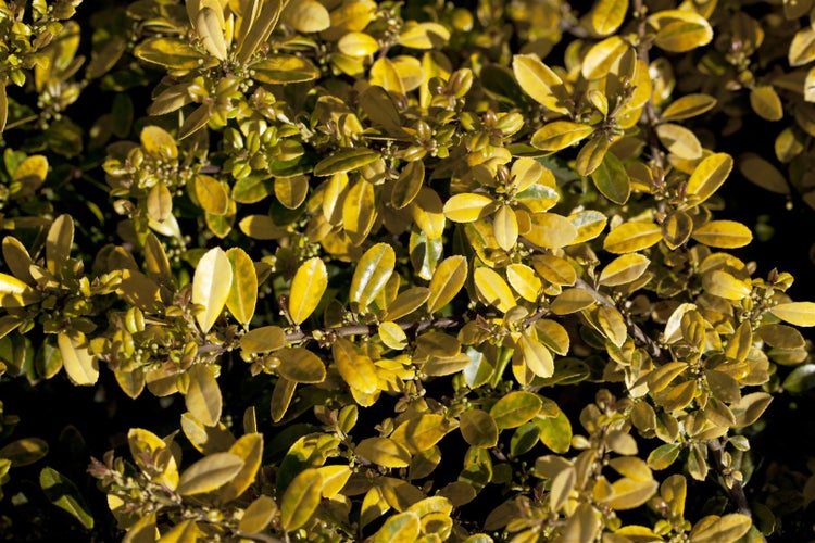 Ilex crenata 'Golden Gem', Japanische Stechpalme, goldgelb, 20–25 cm