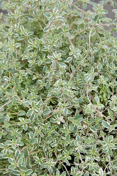 Thymus x citriodorus 'Silver King', Zitronenthymian, ca. 9x9 cm Topf