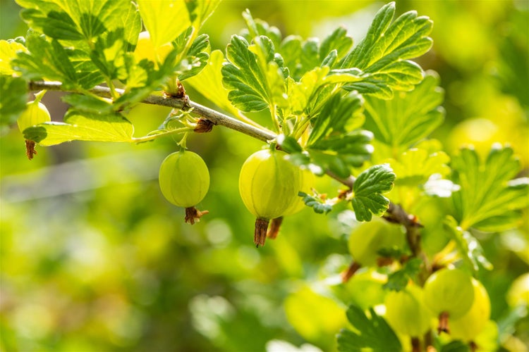 Ribes uva-crispa 'Hinnonmäki Grün', Stachelbeere, grün, 60 cm Stammhöhe